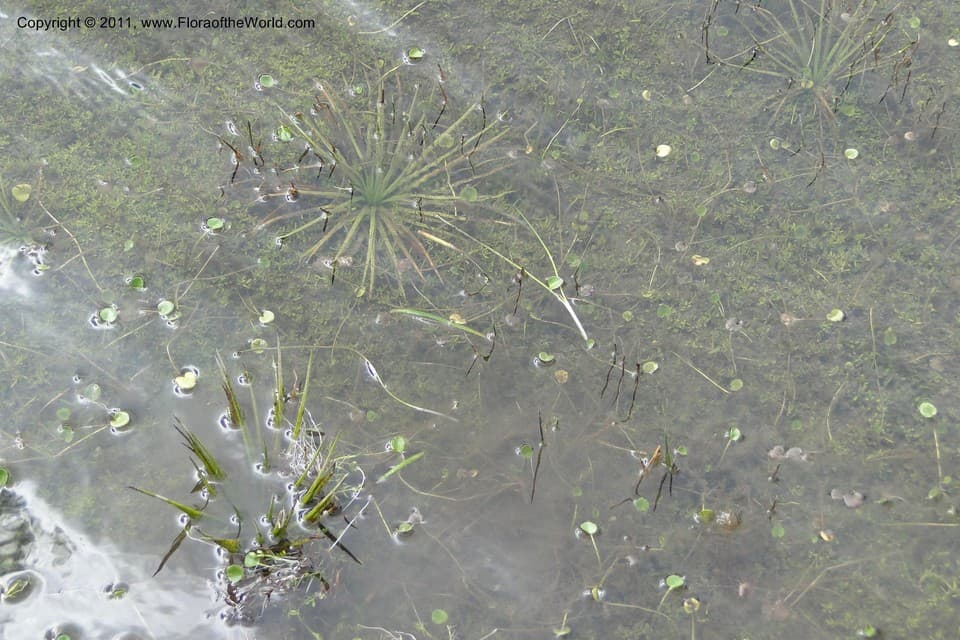 Isoetaceae Isoetes andina Spruce ex Hook.