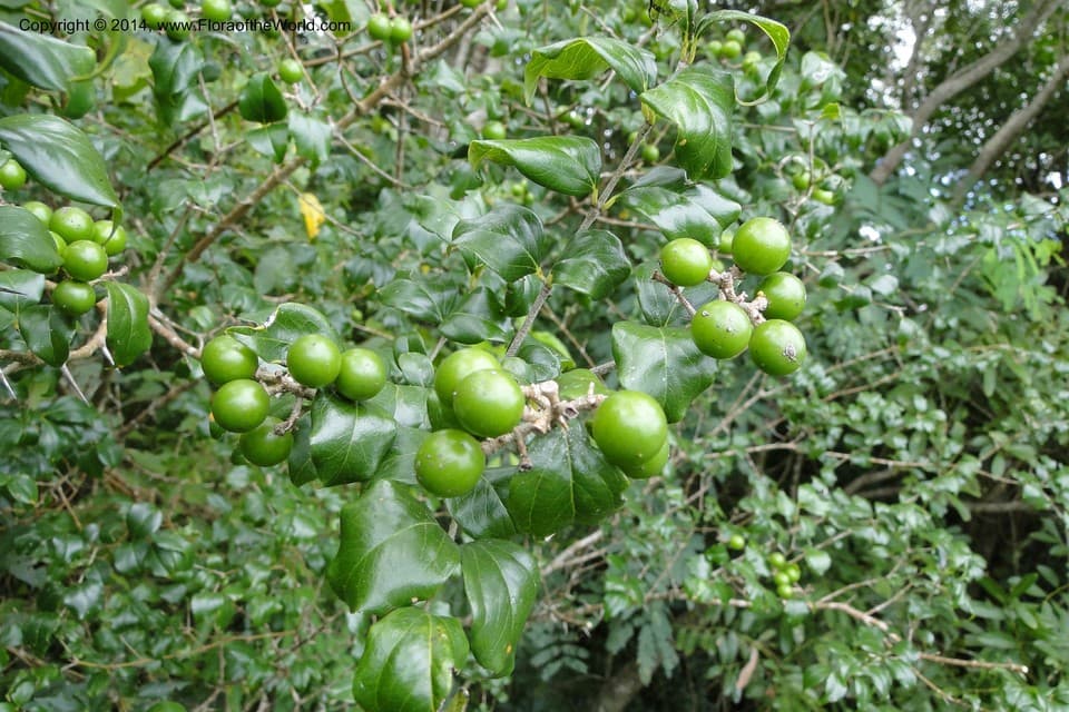 Strychnos brasiliensis (Spreng.) Mart.