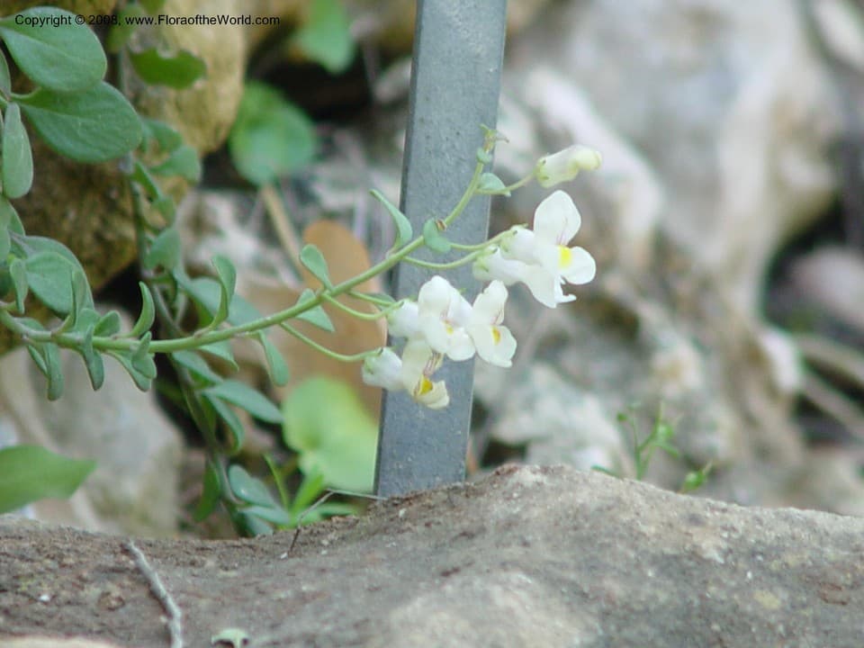Antirrhinum valentinum FontQuer