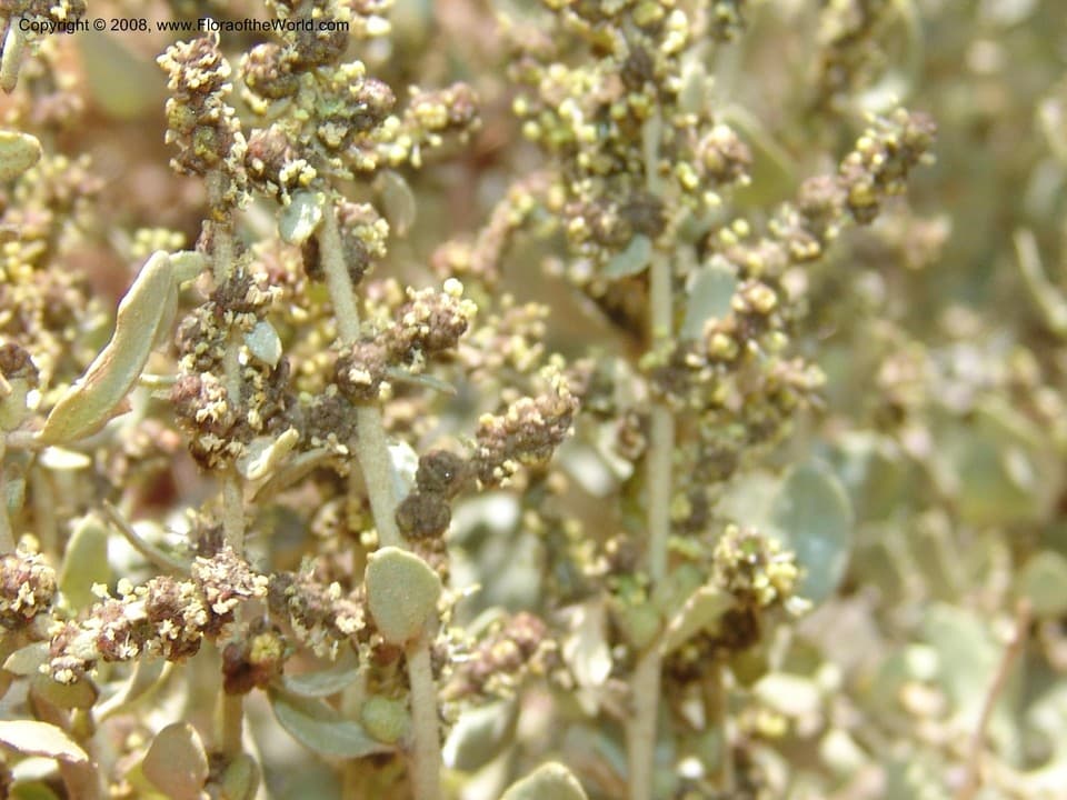 Atriplex rusbyi Britton