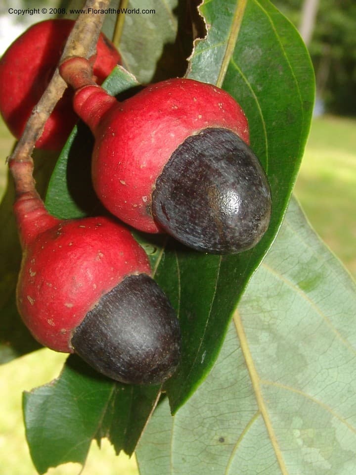 Lauraceae Endlicheria metallica Kosterm.