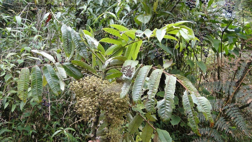 Brunellia mexicana Standl.