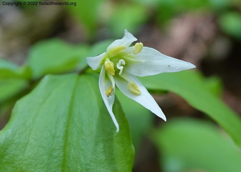 Disporum smilacinum A.Gray