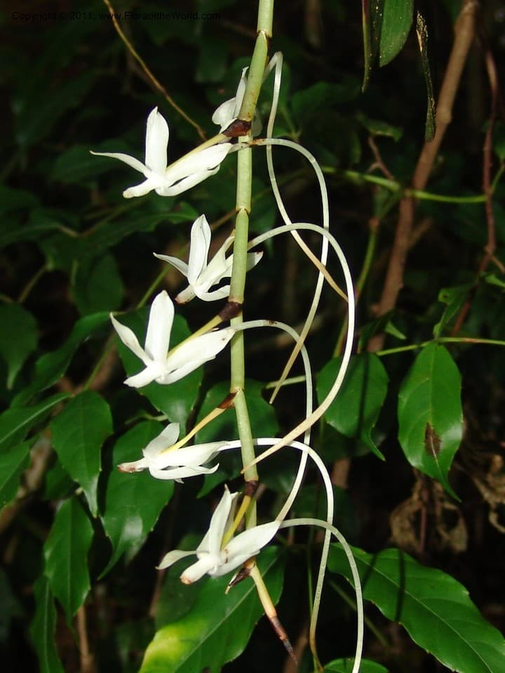 Orchidaceae Aeranthes