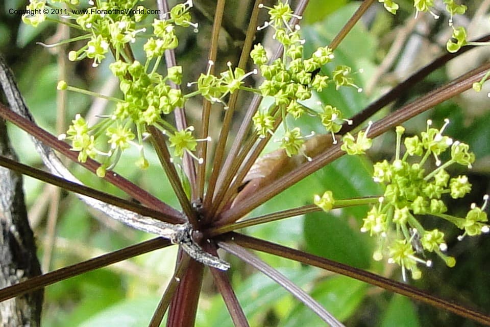 Arracacia elata H.Wolff