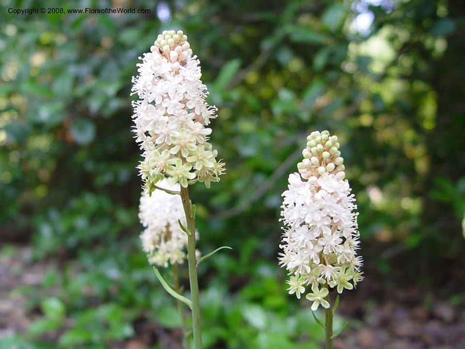 Amianthium muscitoxicum (Walter) A.Gray
