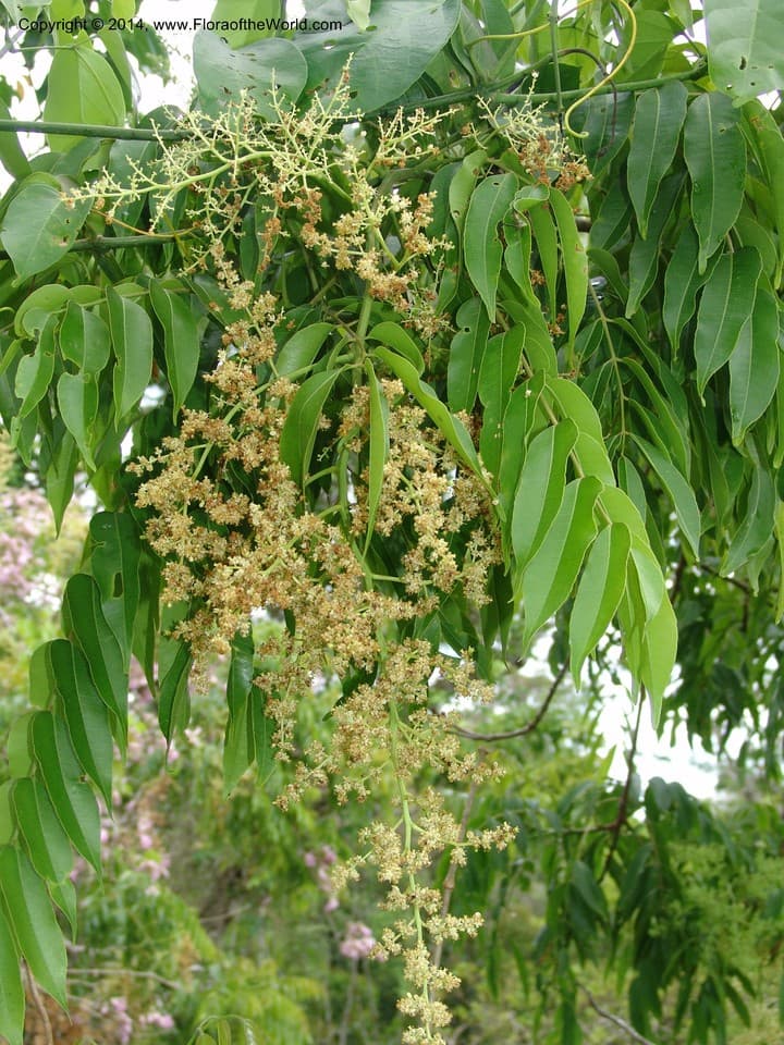 Spondias mombin Jacq.