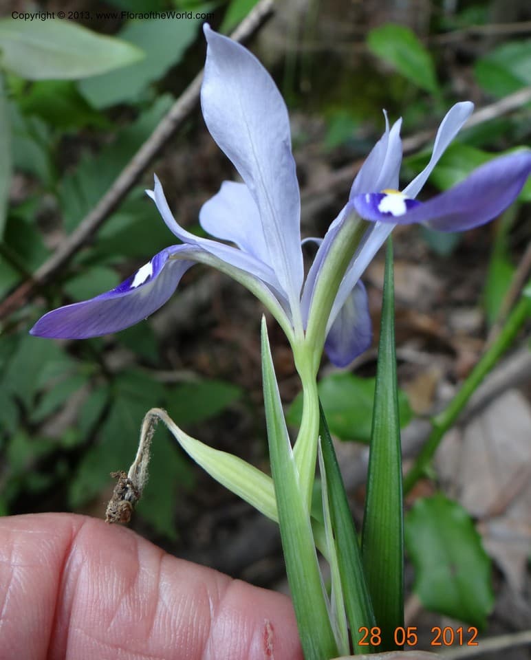 Iridaceae Iris speculatrix Hance