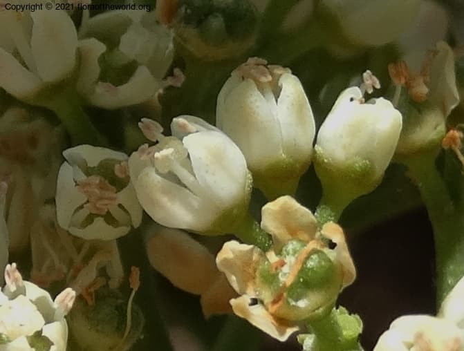 Rutaceae Melicope cucullata (Gillespie) A.C.Sm.