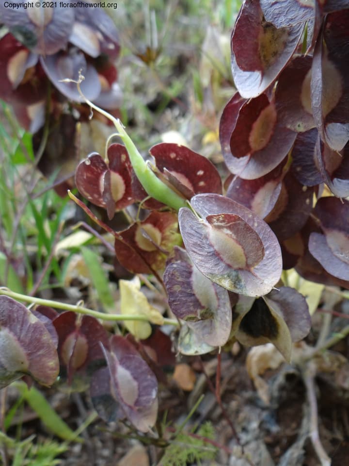 Brassicaceae Sameraria stylophora Boiss.
