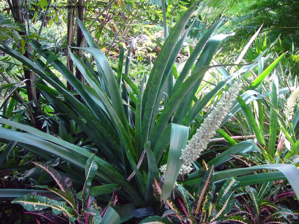 Androlepis skinneri (K.Koch) Brongn. ex Houllet