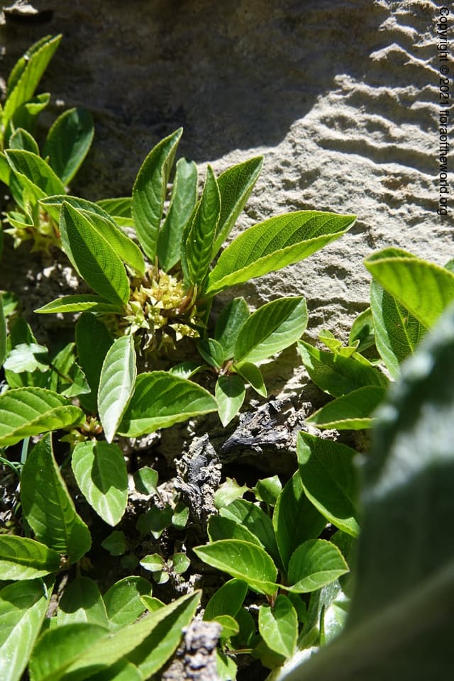 Rhamnaceae Rhamnus pumila Turra