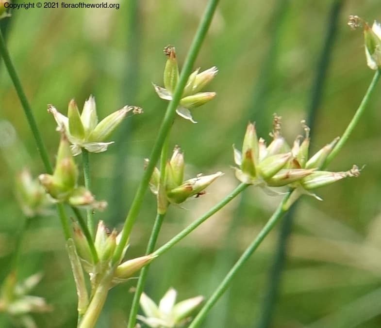 Juncus L.
