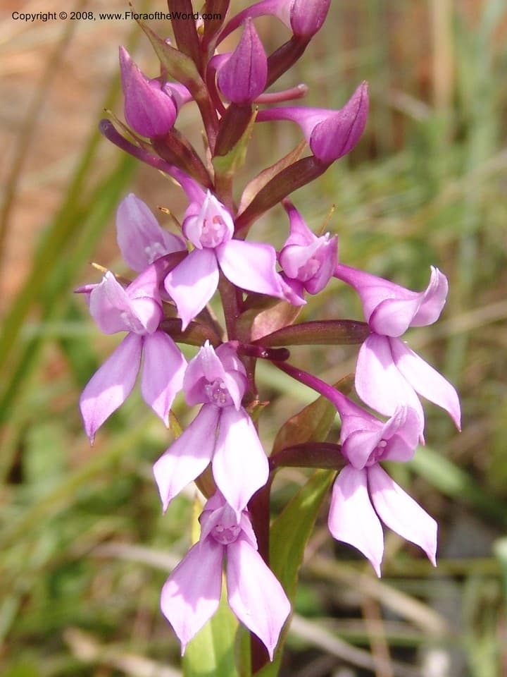 Brownleea Harv. ex Lindl.