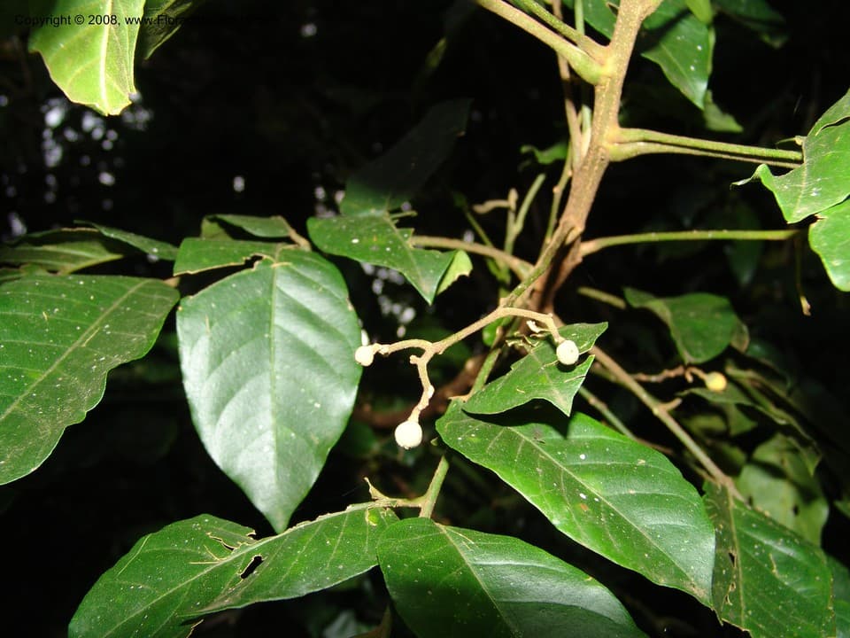 Deinbollia kilimandscharica Taub.