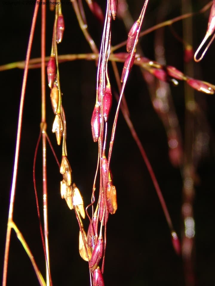 Poaceae Chusquea spectabilis L.G. Clark