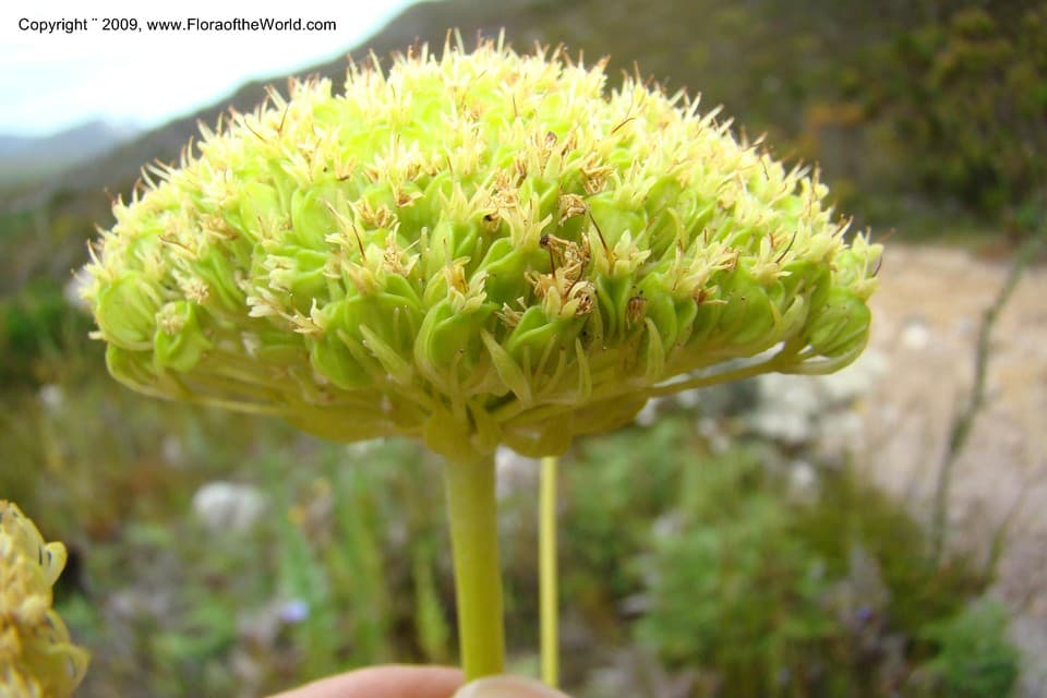 Apiaceae Hermas villosa (L.) Thunb.