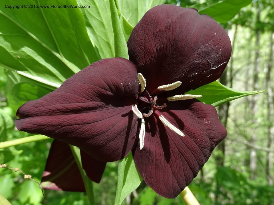 Trillium vaseyi Harb.