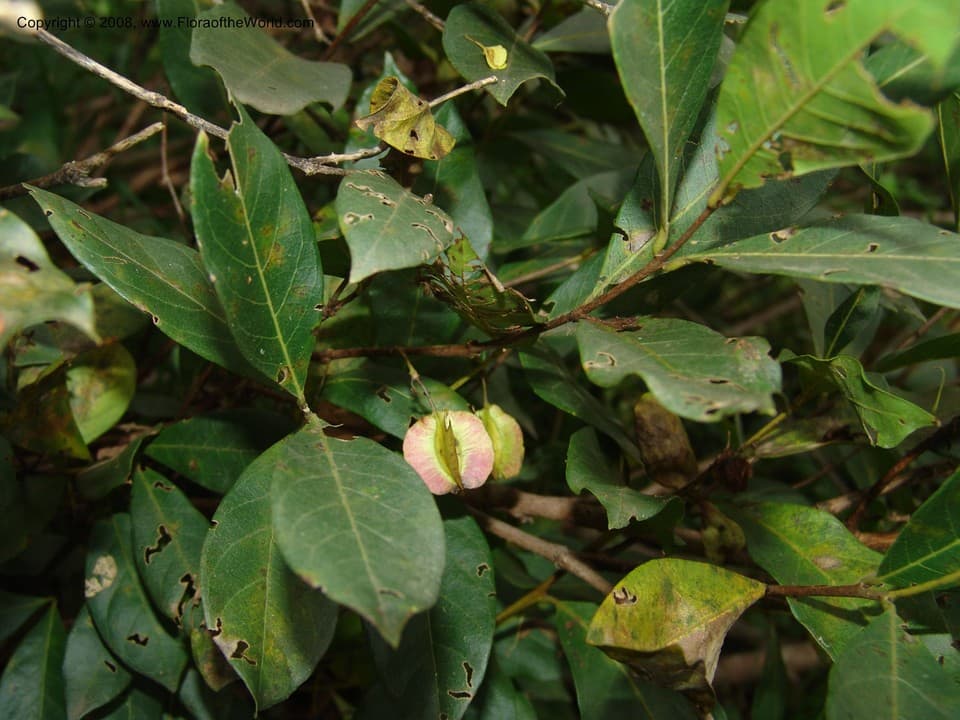 Combretum nelsonii Dümmer