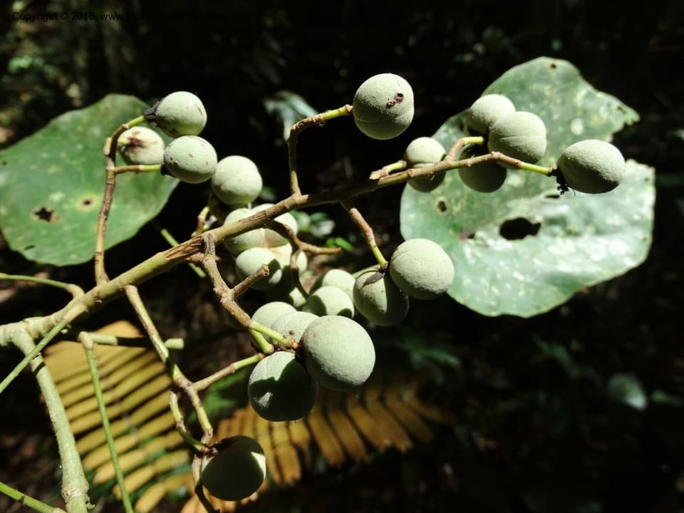 Malvaceae Brownlowia