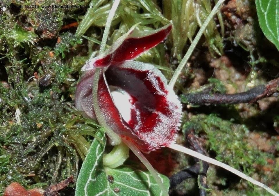 Orchidaceae Corybas pictus (Blume) Rchb. f.