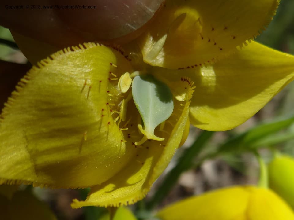 Calochortus amabilis Purdy