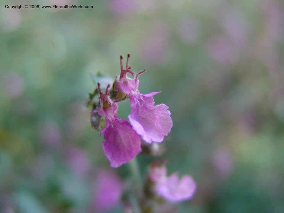 Teucrium chamaedrys L.