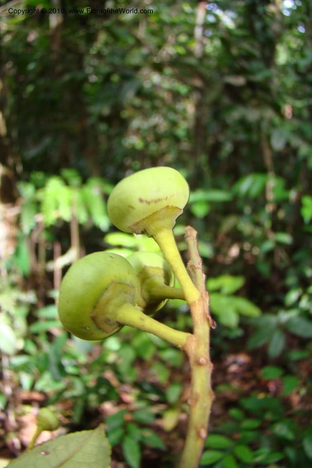 Anthodiscus peruanus Baill.