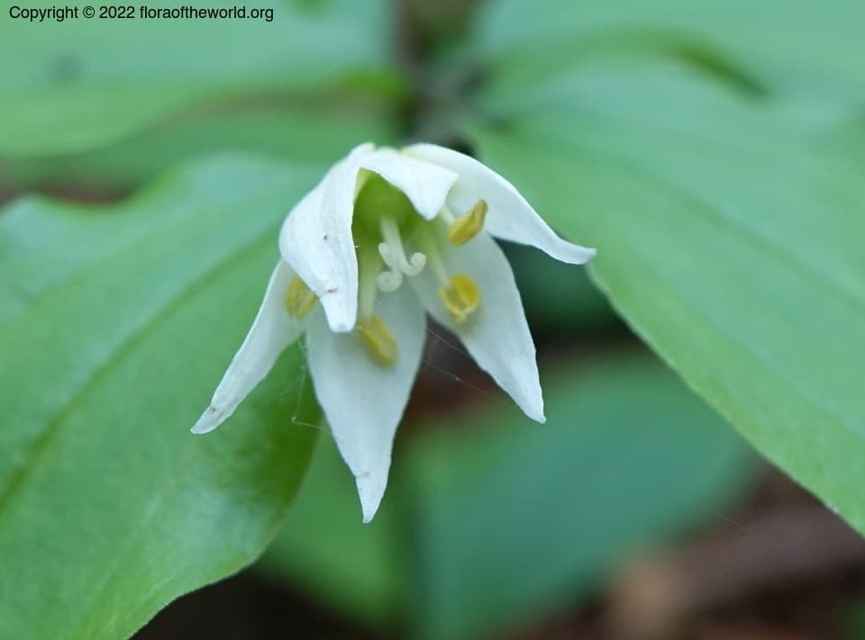 Disporum smilacinum A.Gray