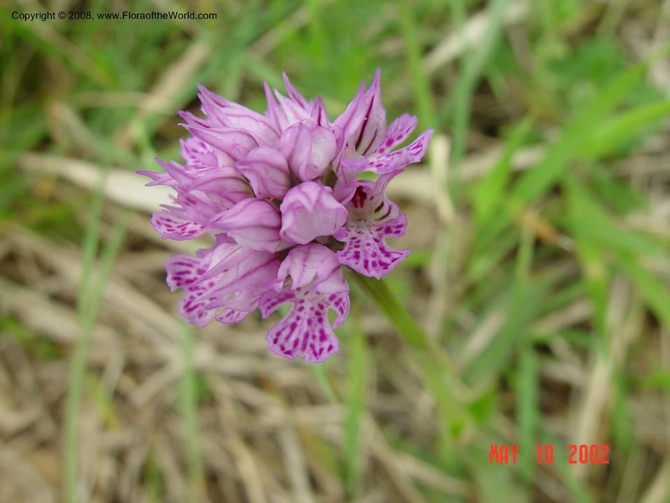 Orchidaceae Orchis tridentata Scop.