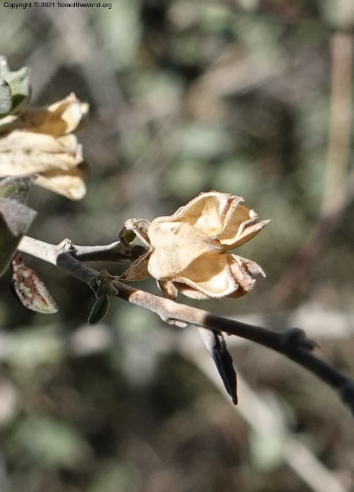 Abutilon incanum (Link) Sweet