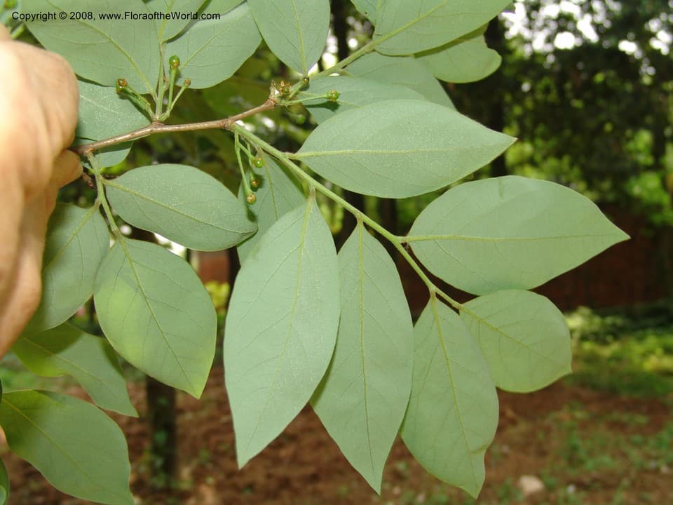 Lindera glauca (Siebold & Zucc.) Blume