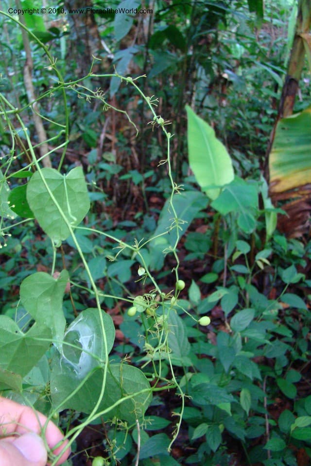 Menispermaceae Cissampelos