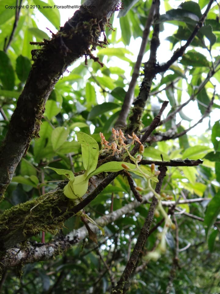 Orchidaceae Liparis resupinata Ridl.