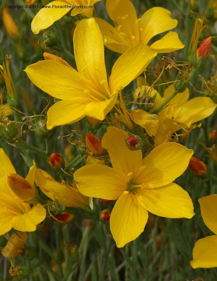 Linum macraei Benth.