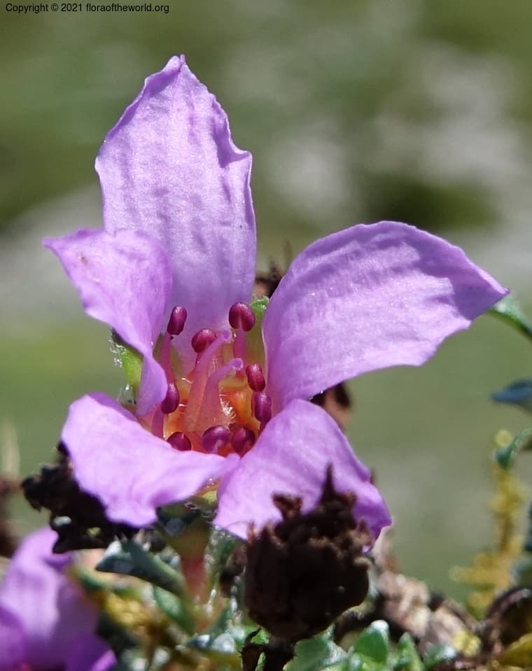 Saxifragaceae Saxifraga oppositifolia L.