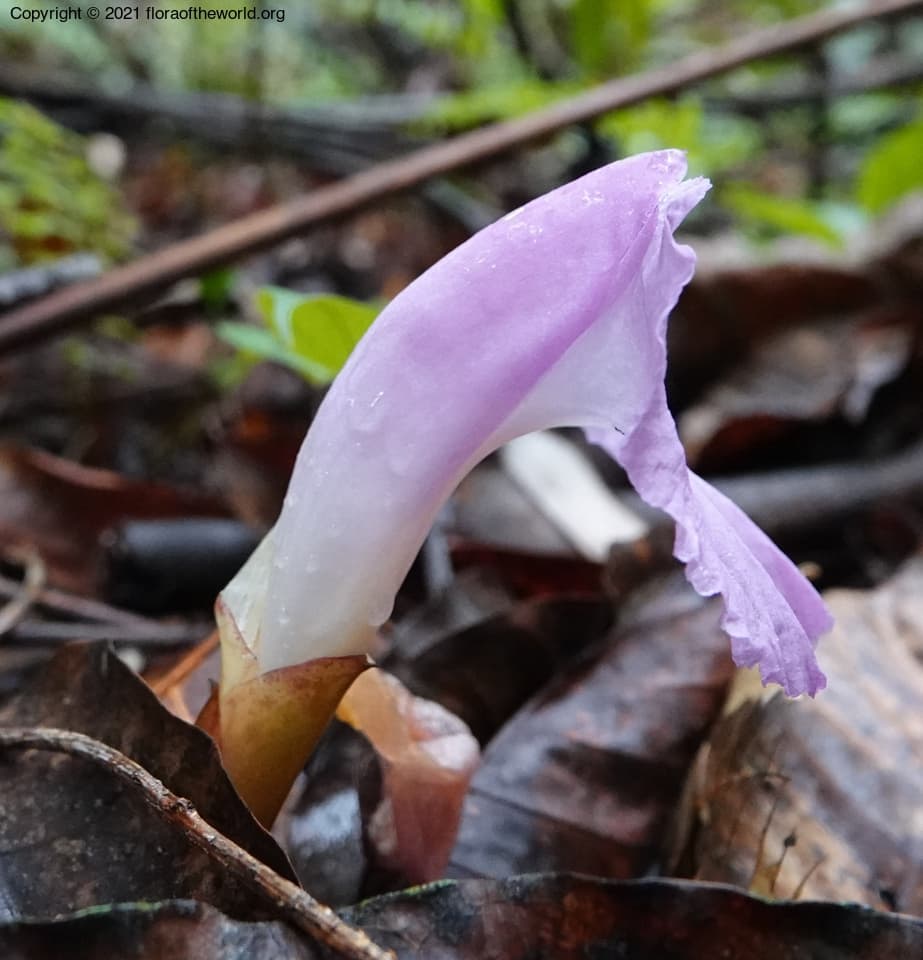 Zingiberaceae Aframomum
