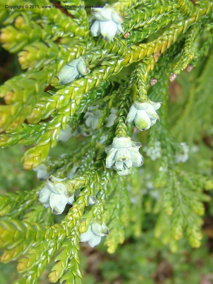 Cupressaceae Thujopsis dolabrata (Thunb. ex L. f.) Siebold & Zucc.