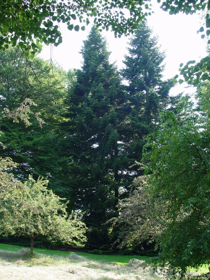 Pinaceae Abies nordmanniana (Steven) Spach