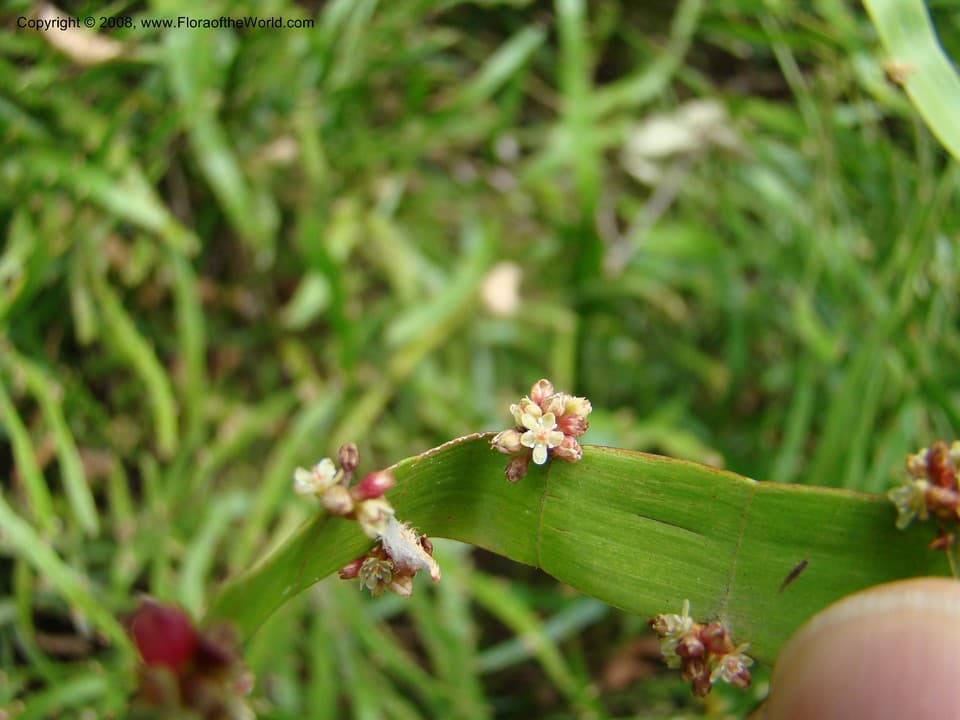Polygonaceae Homalocladium platycladum (F. Muell.) L.H. Bailey