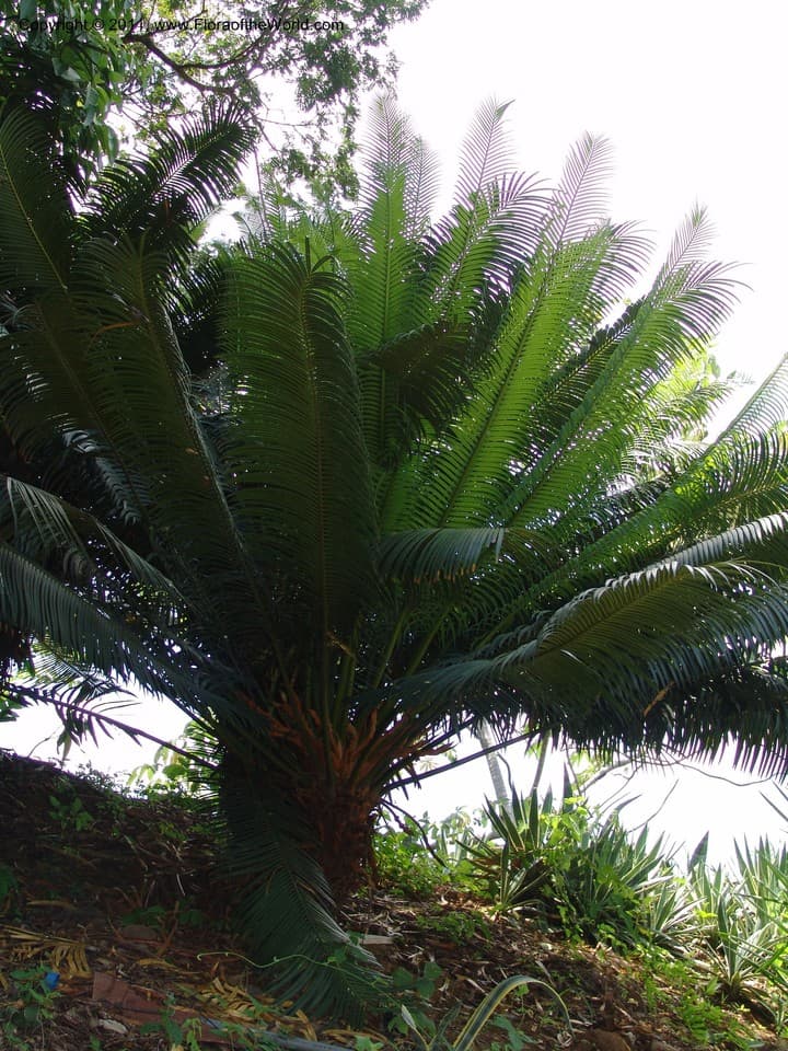 Cycadaceae Cycas circinalis L.