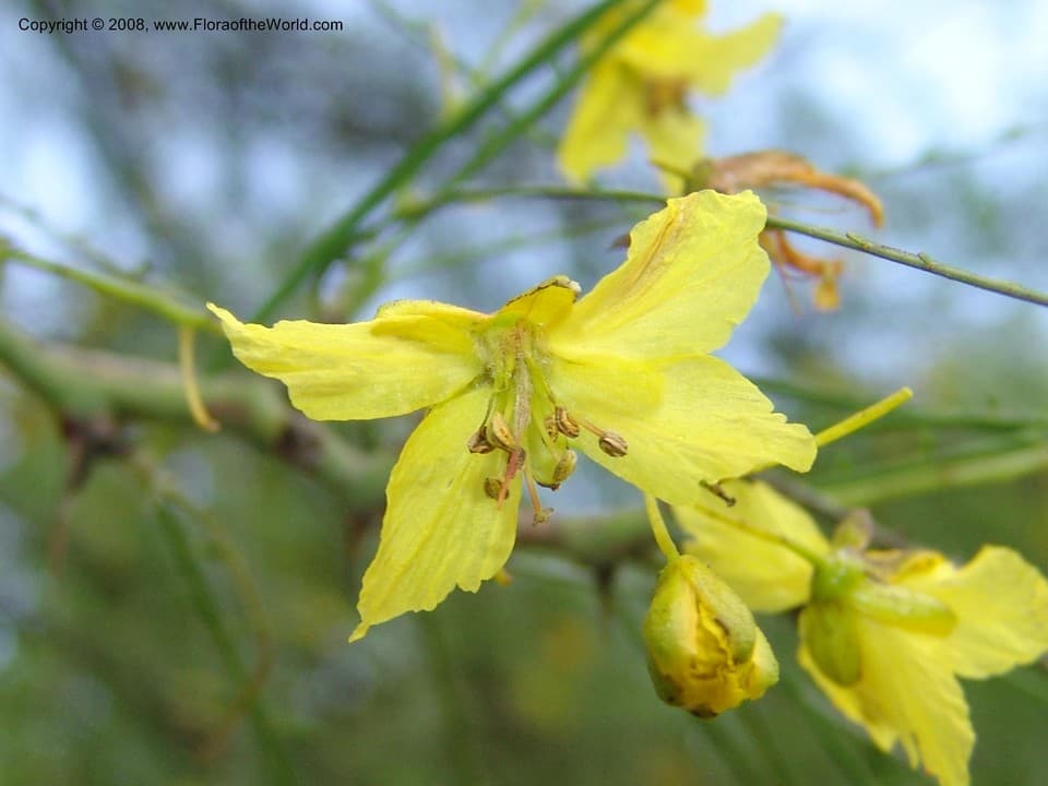 Parkinsonia aculeata L.