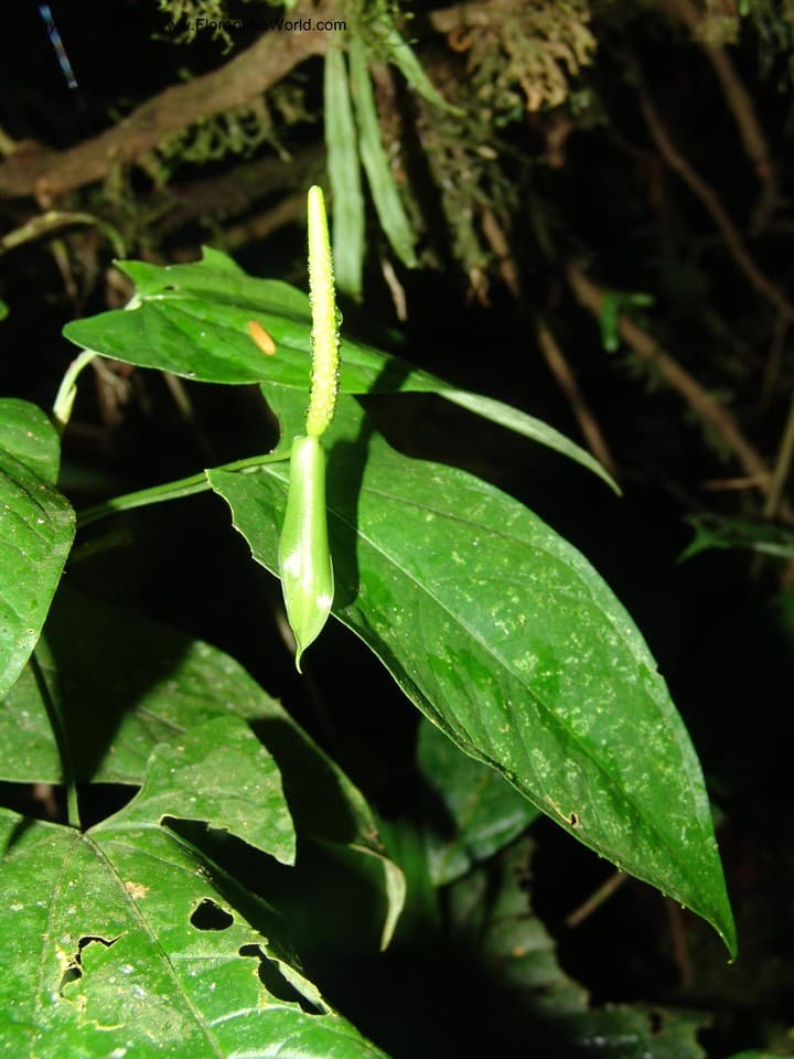 Anthurium brachypodum Sodiro