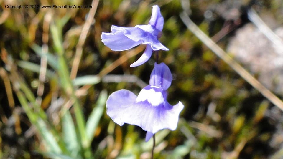 Utricularia livida E.Mey.