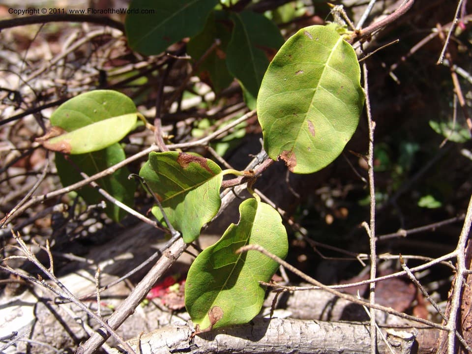 Combretum macrocalyx (Tul.) Jongkind