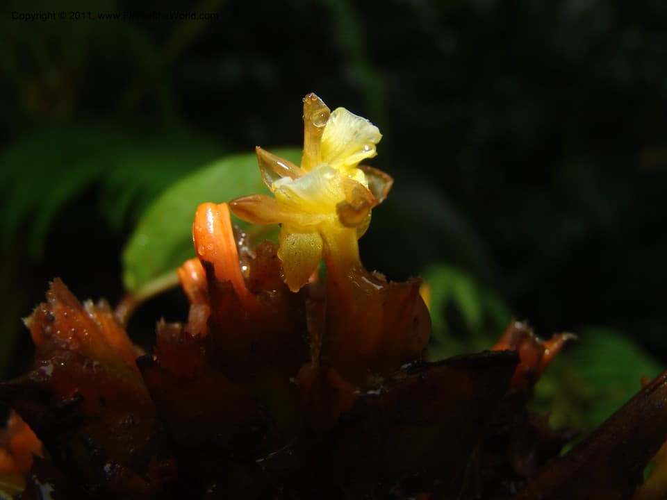 Marantaceae Calathea lateralis (Ruiz & Pav.) Lindl.