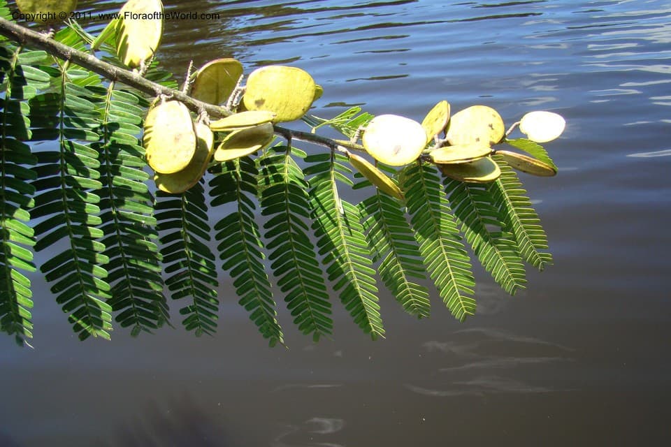 Macrolobium acaciifolium (Benth.) Benth.