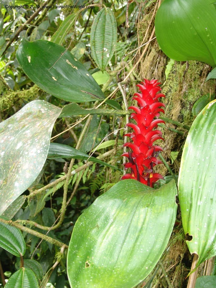 Pitcairnia nigra (Carrière) André
