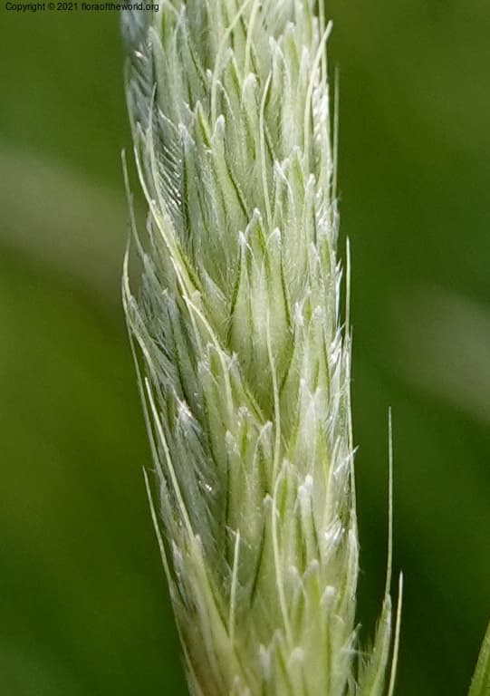 Poaceae Alopecurus pratensis L.