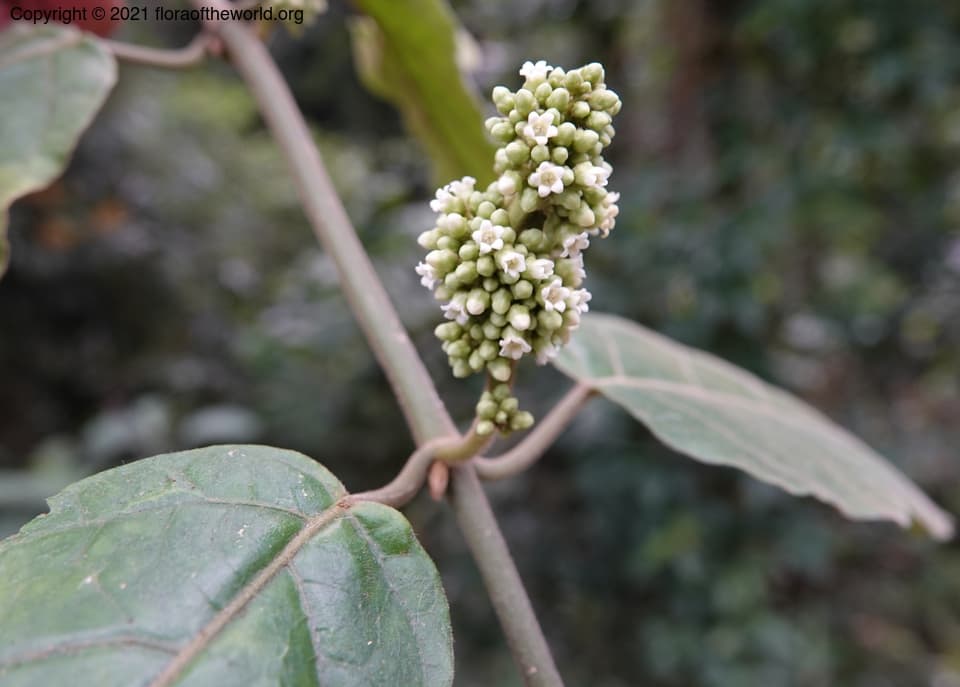Marsdenia tinctoria R.Br.